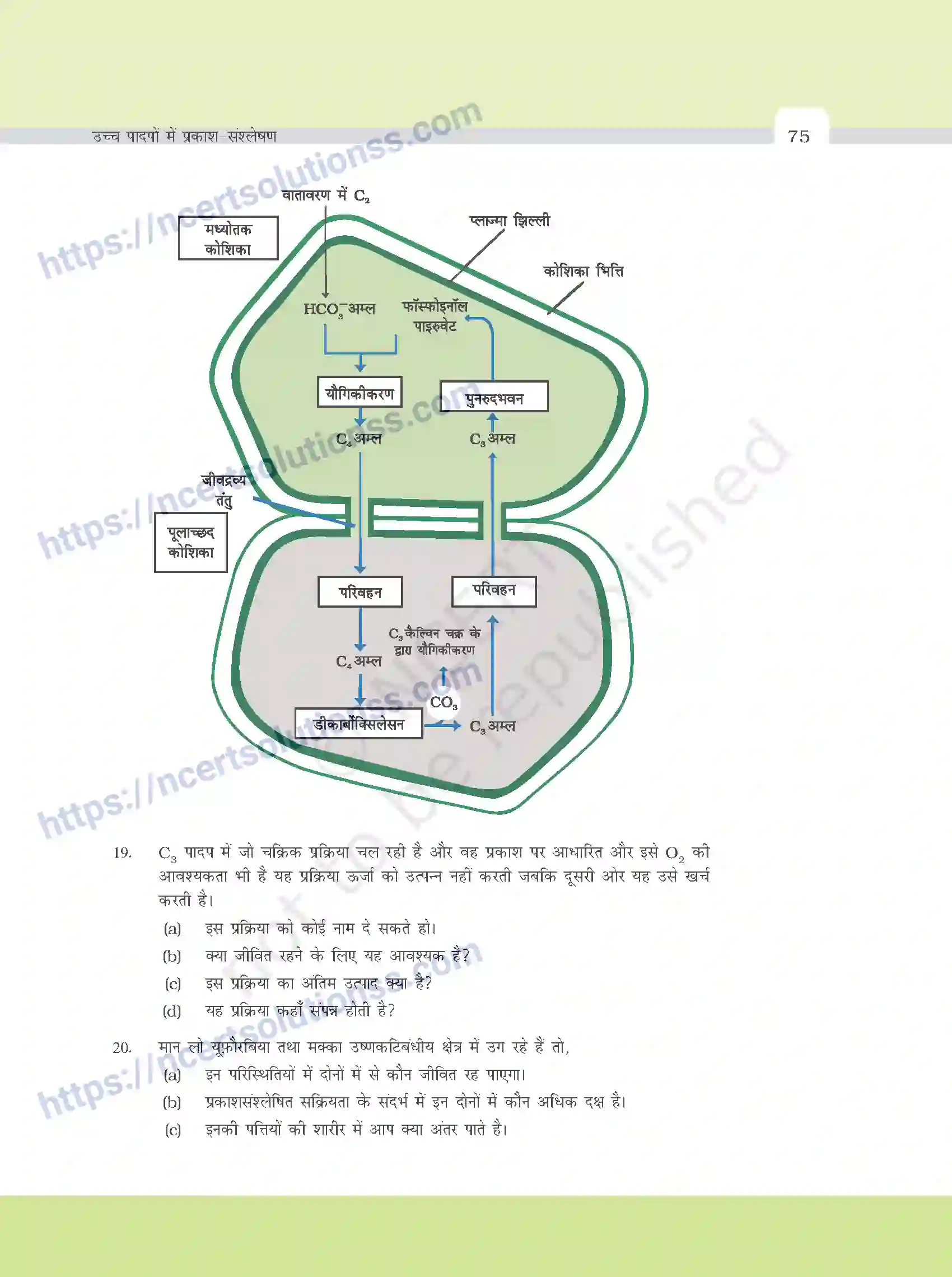 NCERT-Exemplar-Questions-Class-11-Biology--उच्च-पादपो-मे-प्रकाश---संश्लेषण-384-page-7