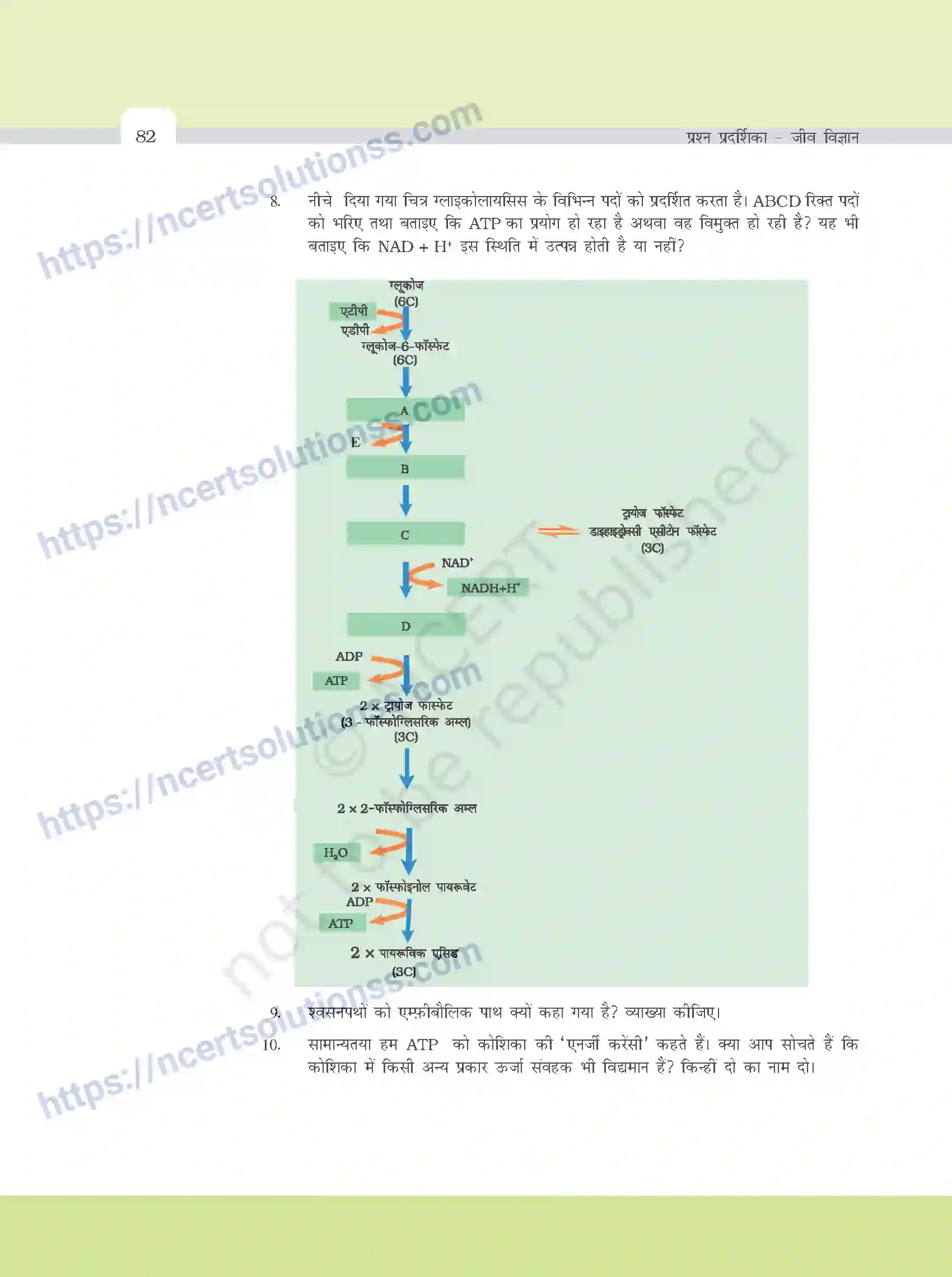 NCERT-Exemplar-Questions-Class-11-Biology--पादप-मे-श्वसन-385-page-5