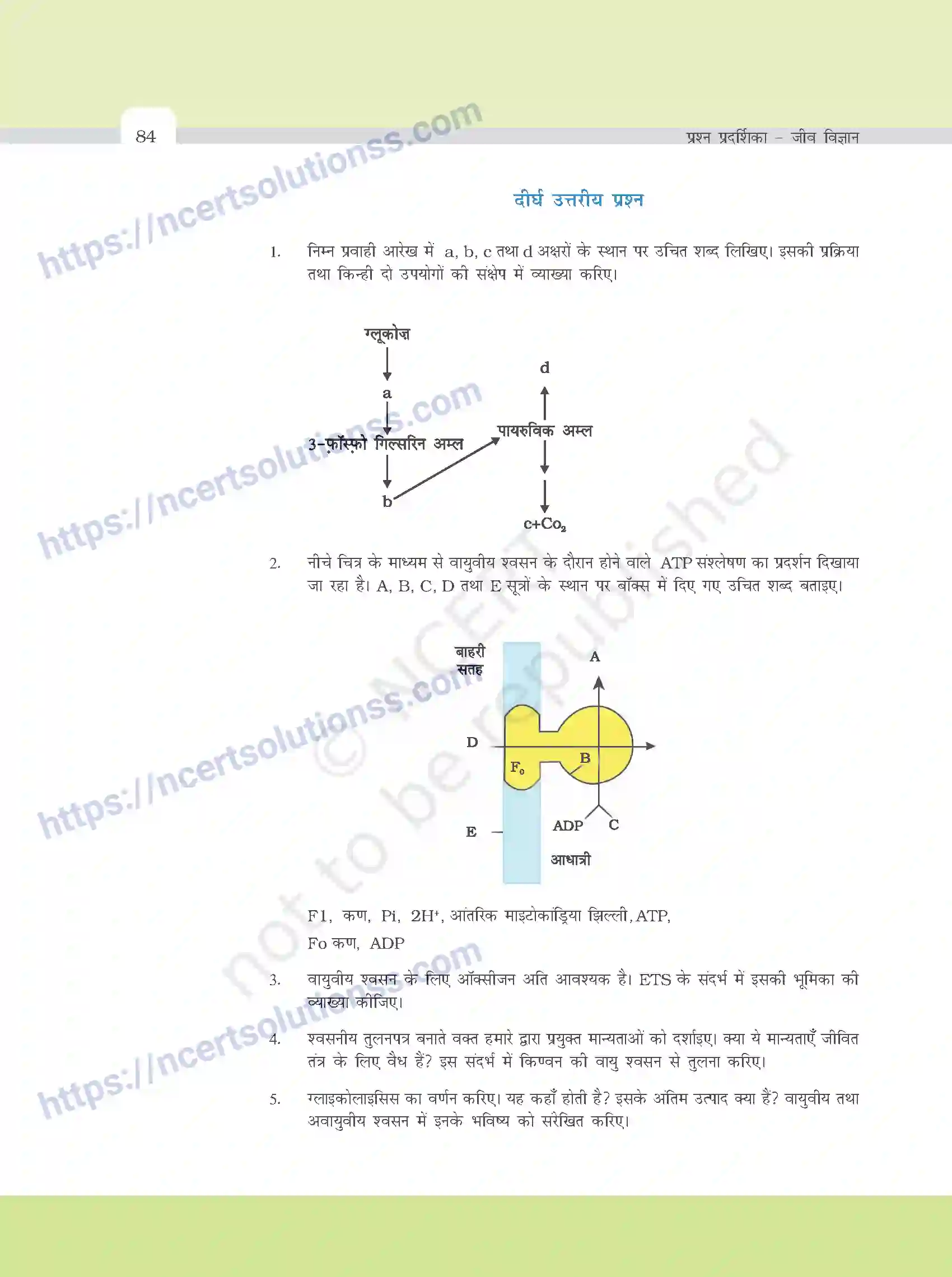 NCERT-Exemplar-Questions-Class-11-Biology--पादप-मे-श्वसन-385-page-7