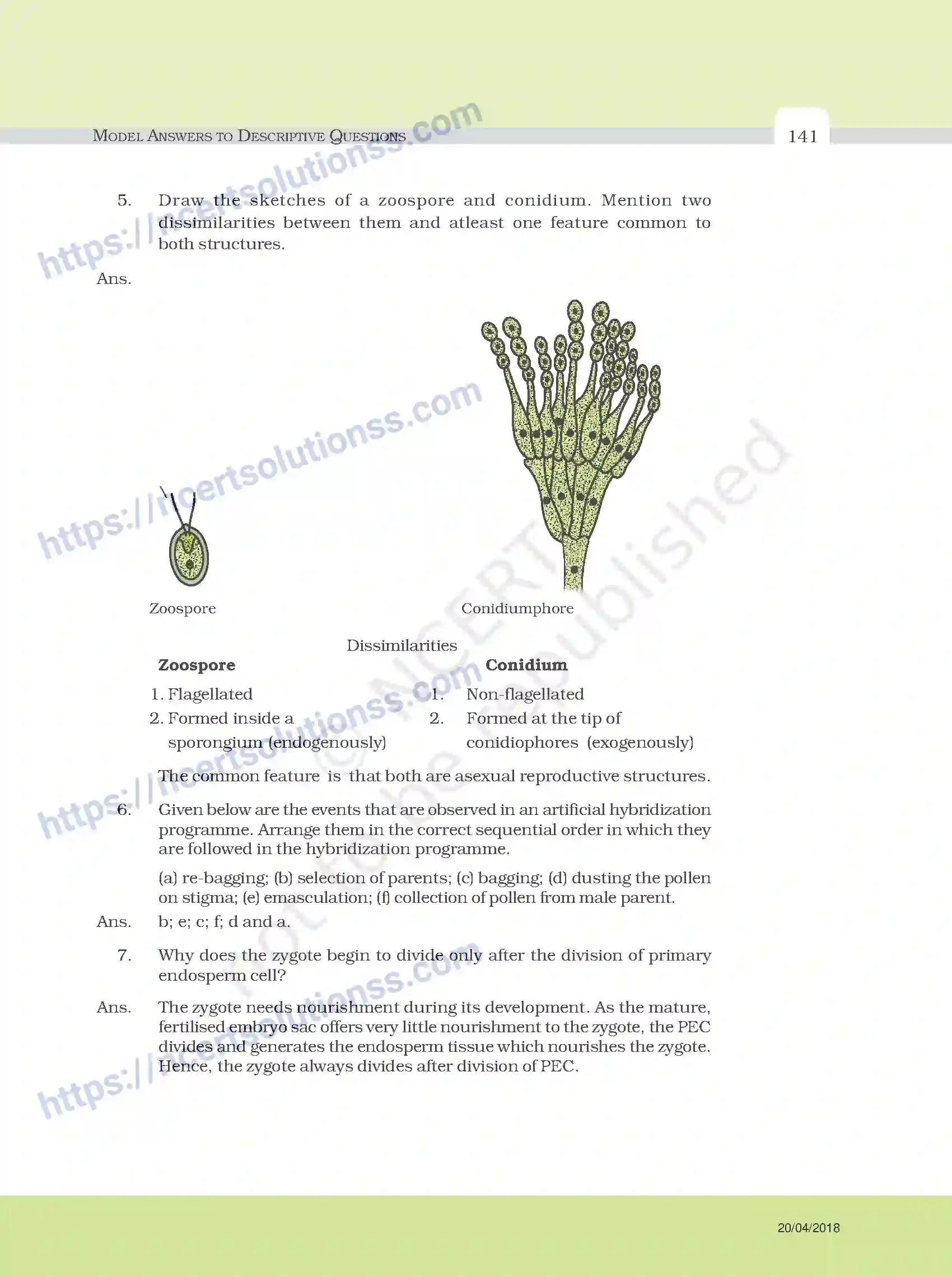 NCERT-Exemplar-Questions-Class-12-Biology--Model-Answers-to-Descriptive-Questions-33-page-17