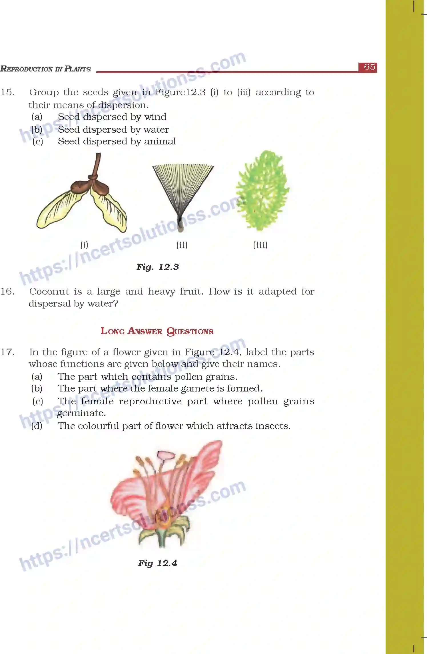 NCERT-Exemplar-Questions-Class-7-Science--Reproduction-in-Plants-273-page-4