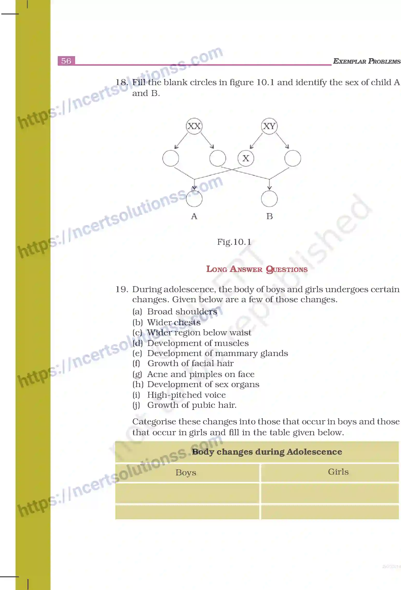 NCERT-Exemplar-Questions-Class-8-Science--Reaching-the-Age-of-Adolescence-239-page-4