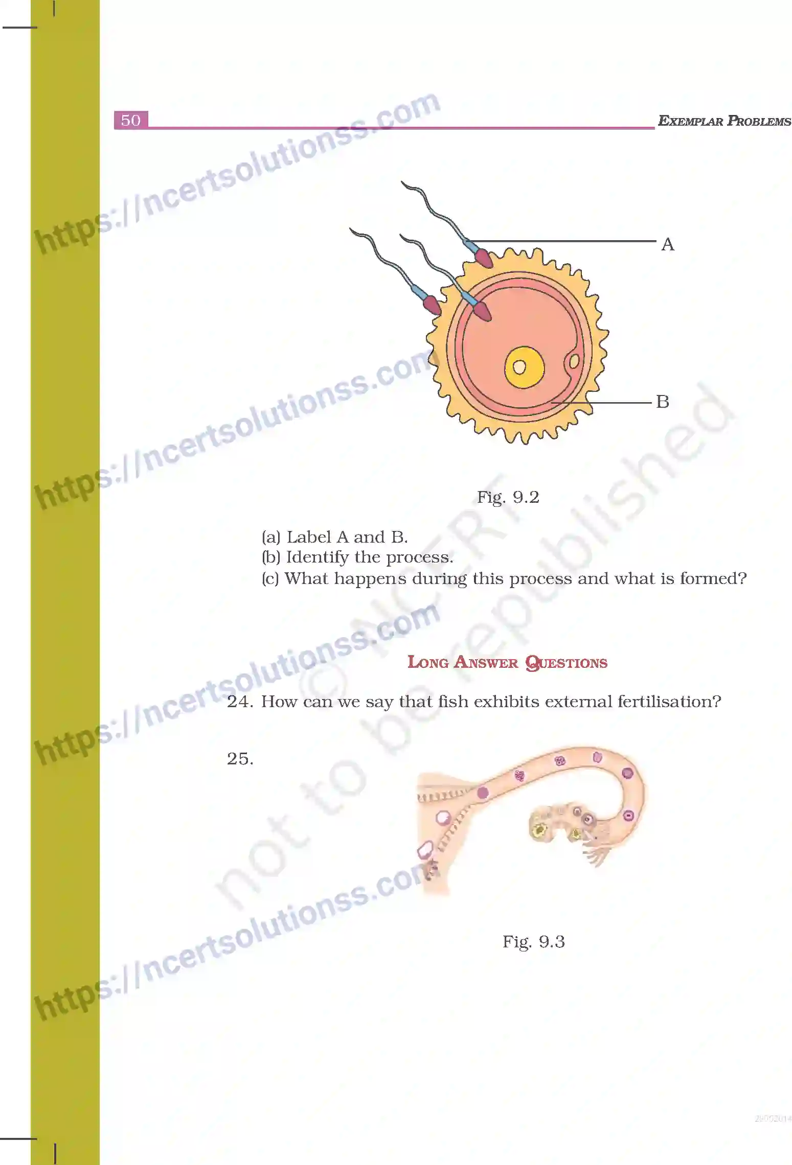 NCERT-Exemplar-Questions-Class-8-Science--Reproduction-in-Animals-238-page-4