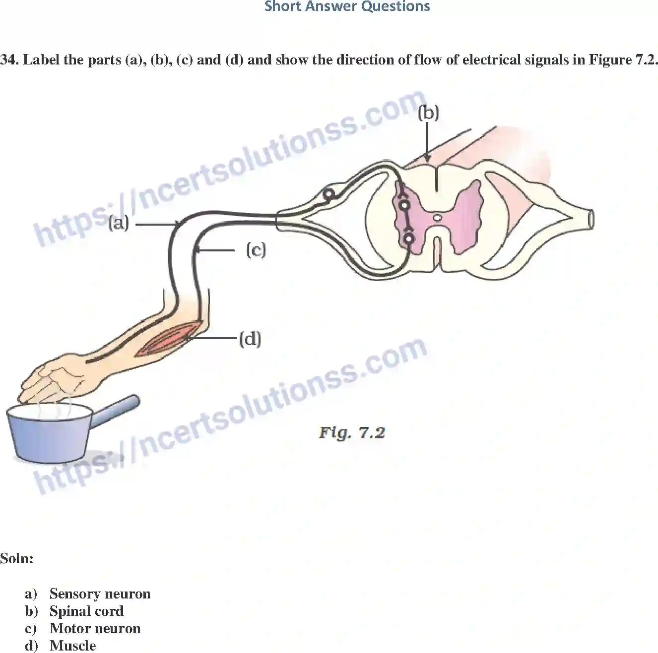 NCERT-Exemplar-Solution-Class-10-Science-Control-and-Coordination-146-page-12