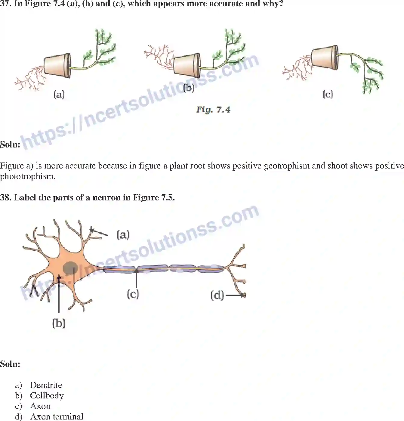 NCERT-Exemplar-Solution-Class-10-Science-Control-and-Coordination-146-page-14