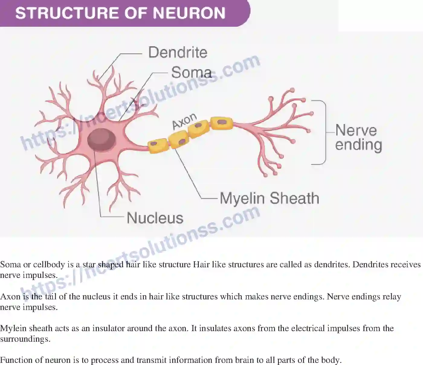 NCERT-Exemplar-Solution-Class-10-Science-Control-and-Coordination-146-page-17