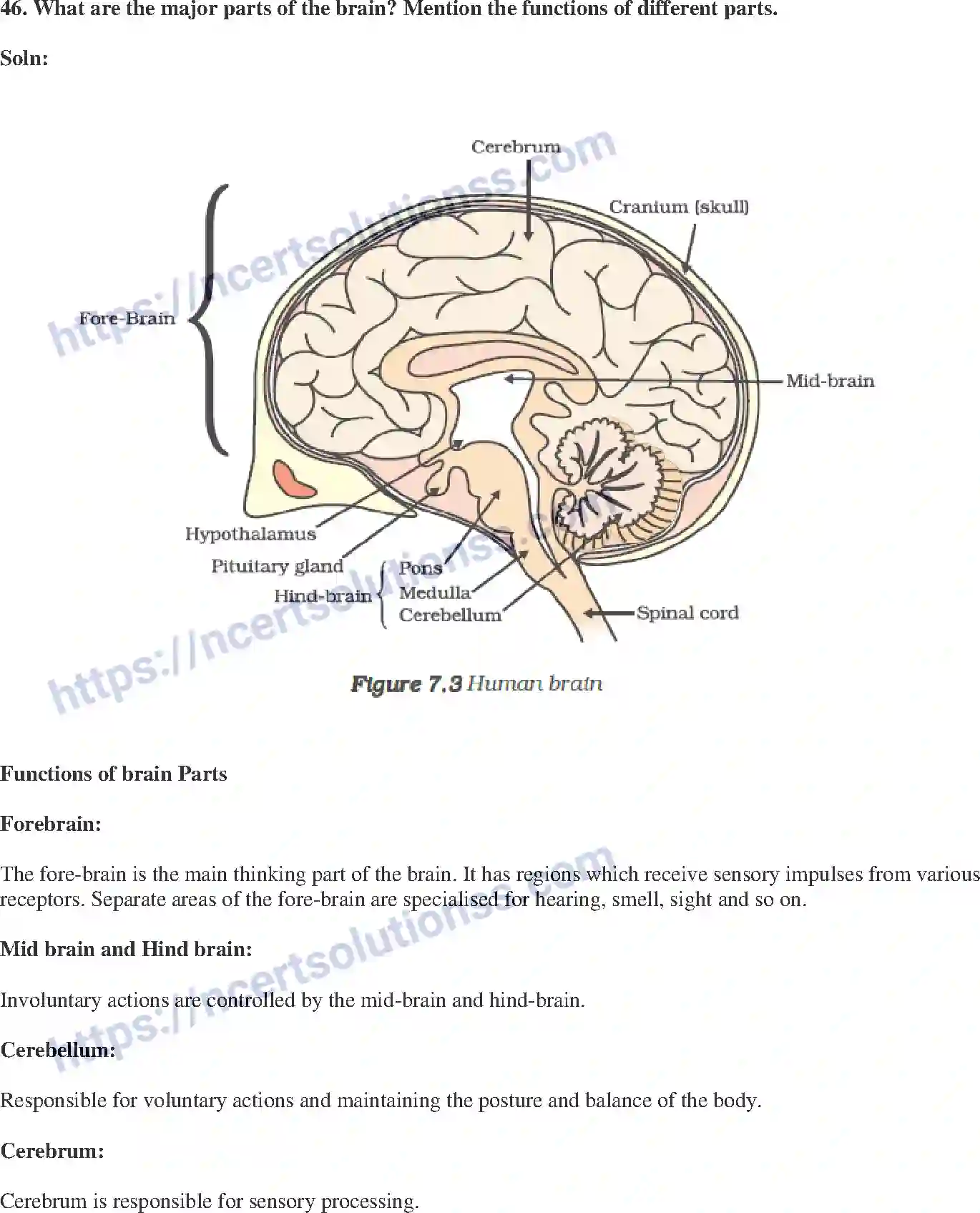 NCERT-Exemplar-Solution-Class-10-Science-Control-and-Coordination-146-page-18