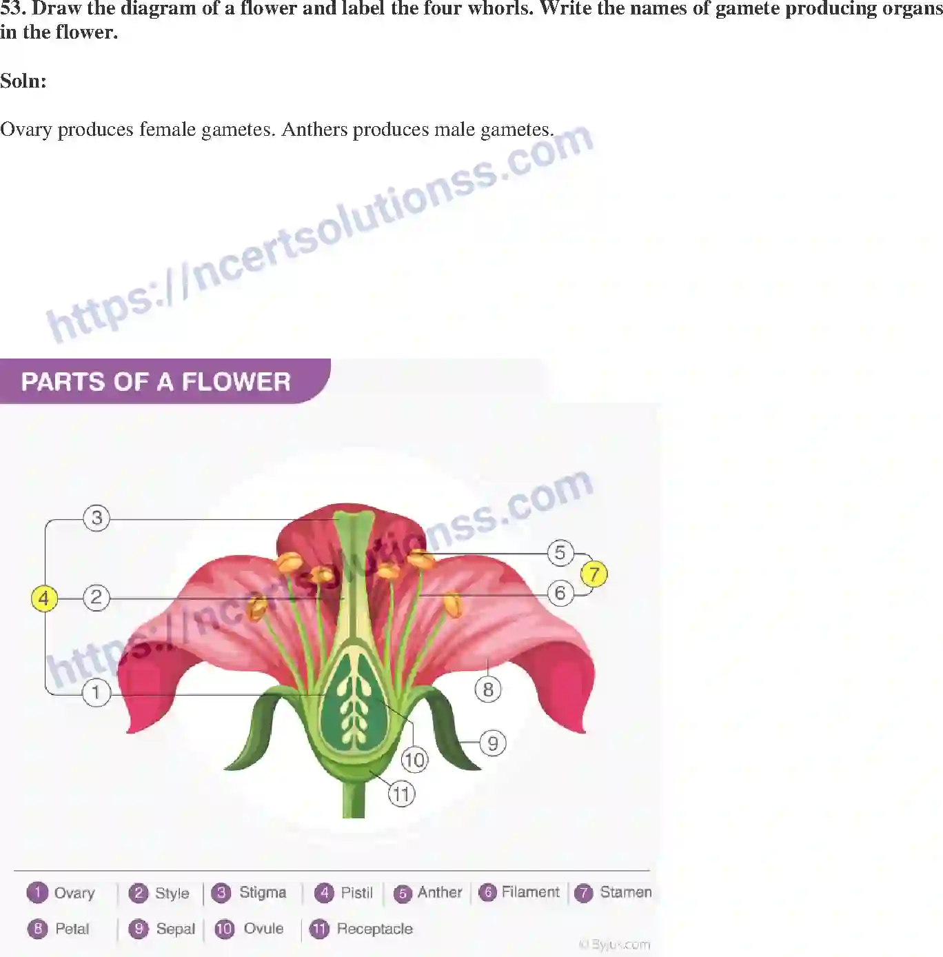 NCERT-Exemplar-Solution-Class-10-Science-How-do-Organisms-Reproduce-147-page-18