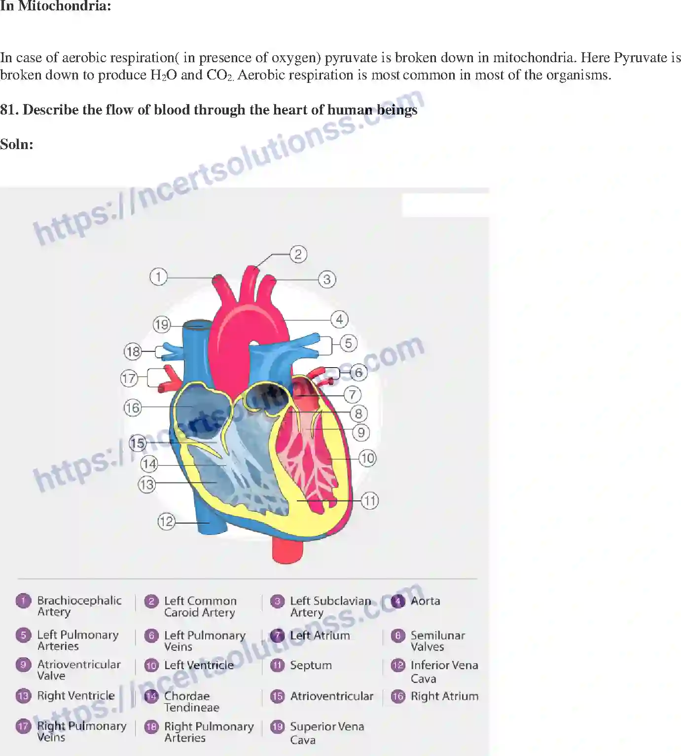 NCERT-Exemplar-Solution-Class-10-Science-Life-Processes-145-page-26