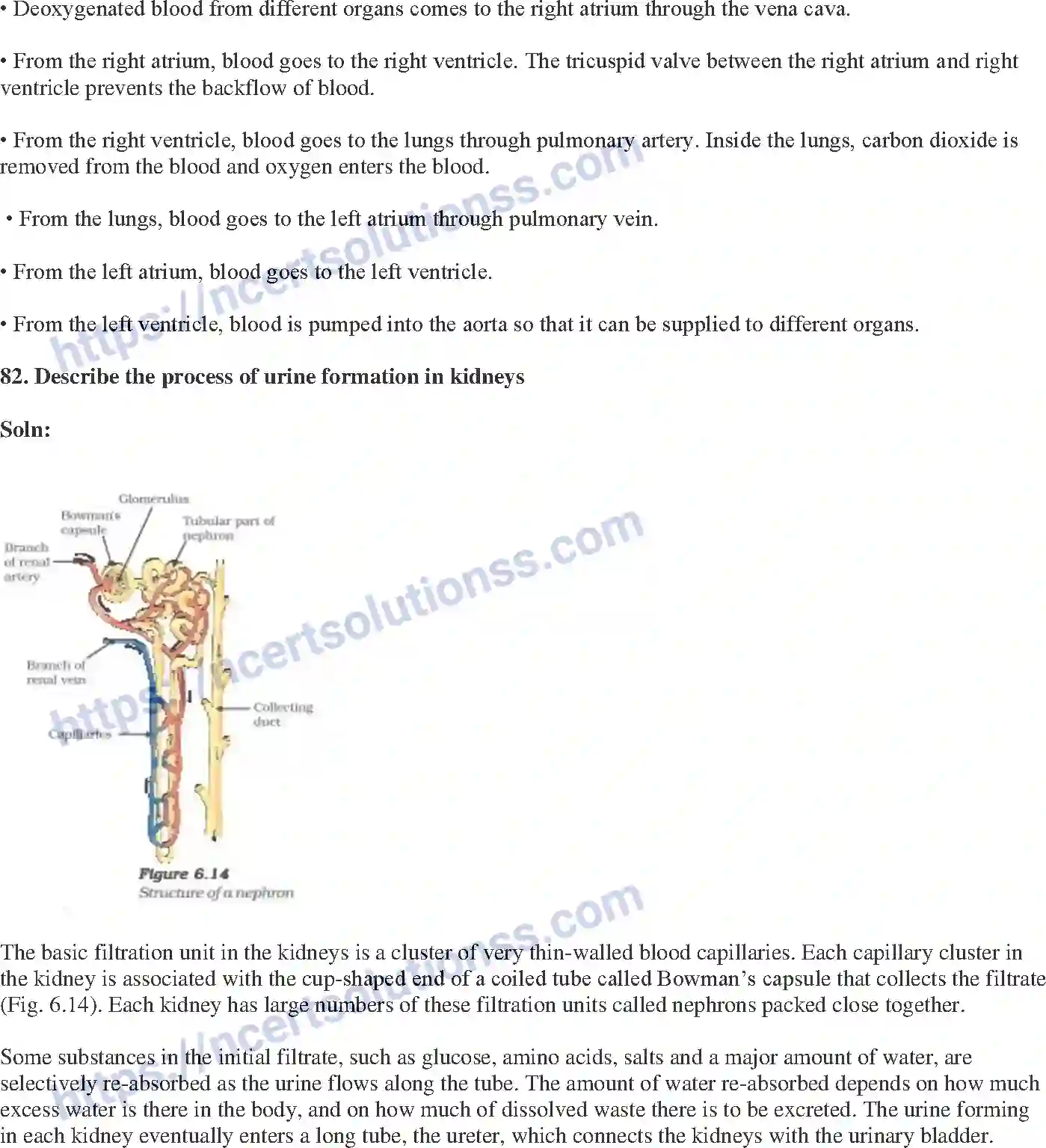 NCERT-Exemplar-Solution-Class-10-Science-Life-Processes-145-page-27
