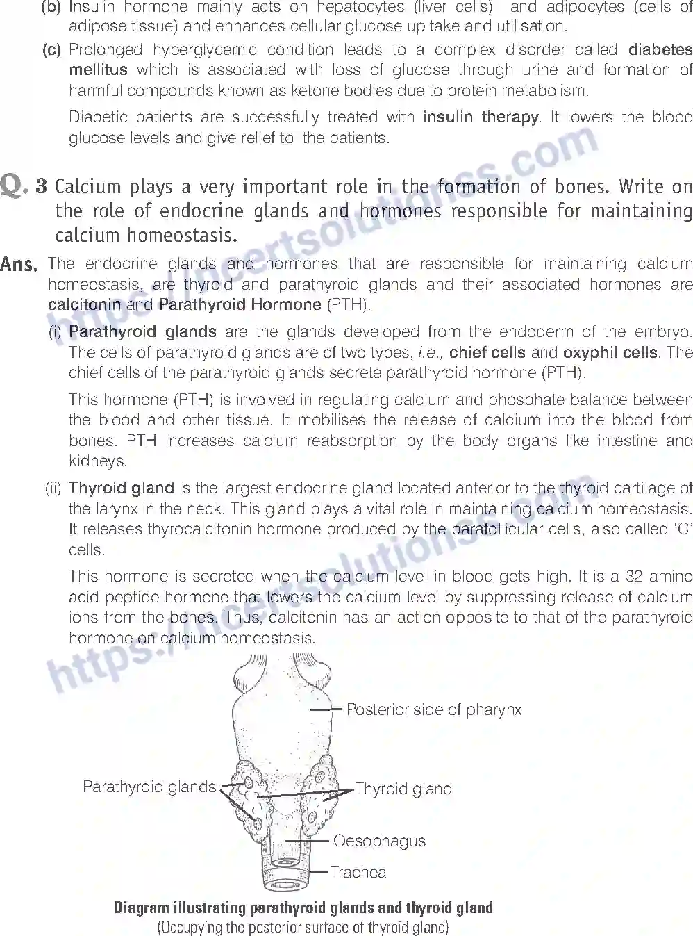 NCERT-Exemplar-Solution-Class-11-Biology-Chemical-Coordination-And-Integration-98-page-13