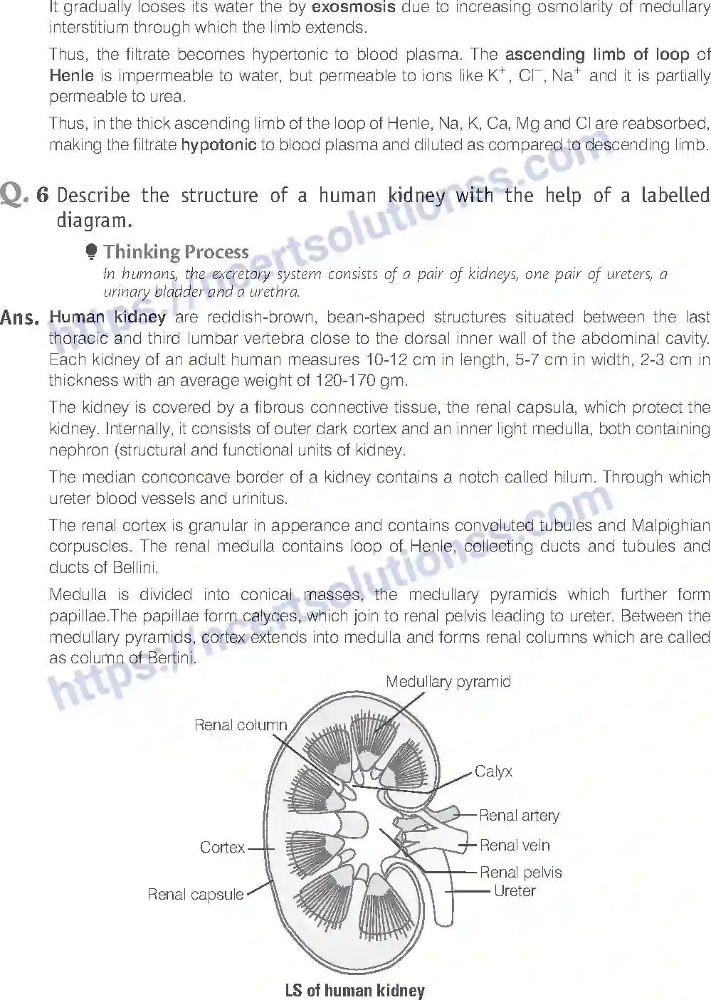NCERT-Exemplar-Solution-Class-11-Biology-Excretory-Products-And-Their-Elimination-95-page-16