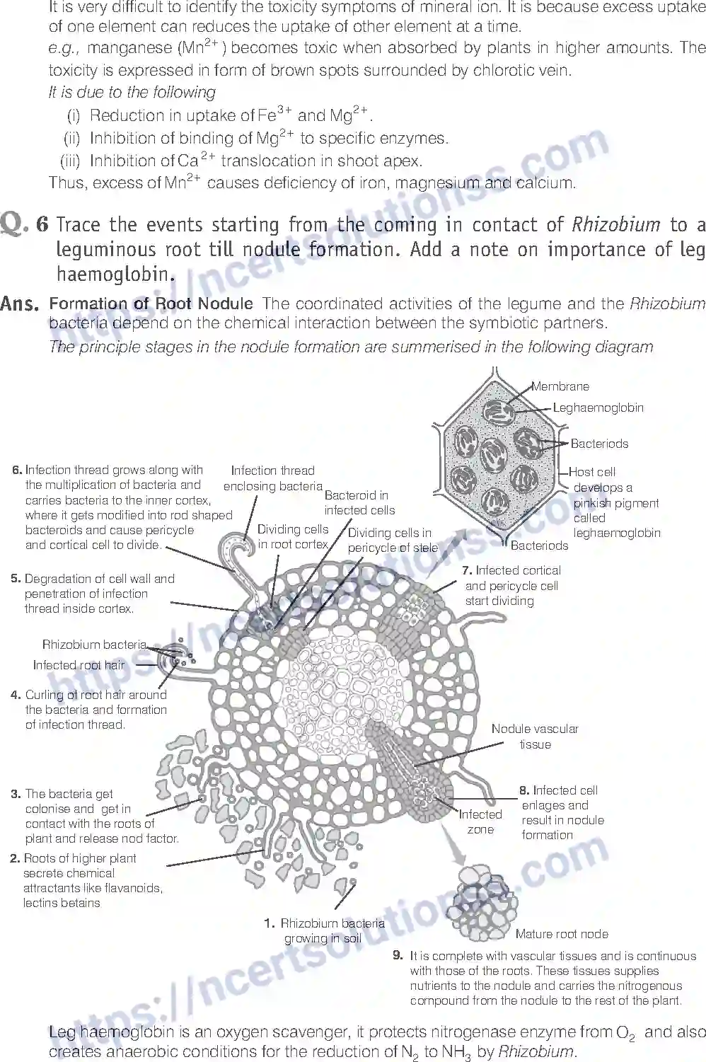 NCERT-Exemplar-Solution-Class-11-Biology-Mineral-Nutrition-88-page-12