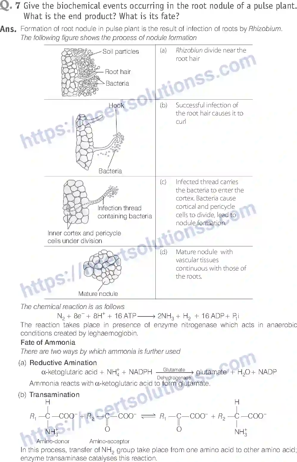 NCERT-Exemplar-Solution-Class-11-Biology-Mineral-Nutrition-88-page-13