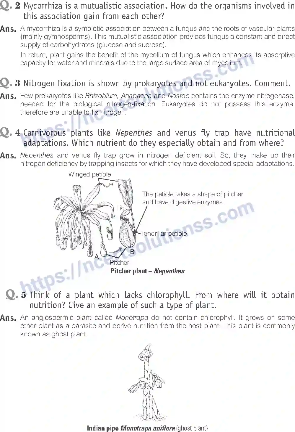 NCERT-Exemplar-Solution-Class-11-Biology-Mineral-Nutrition-88-page-4