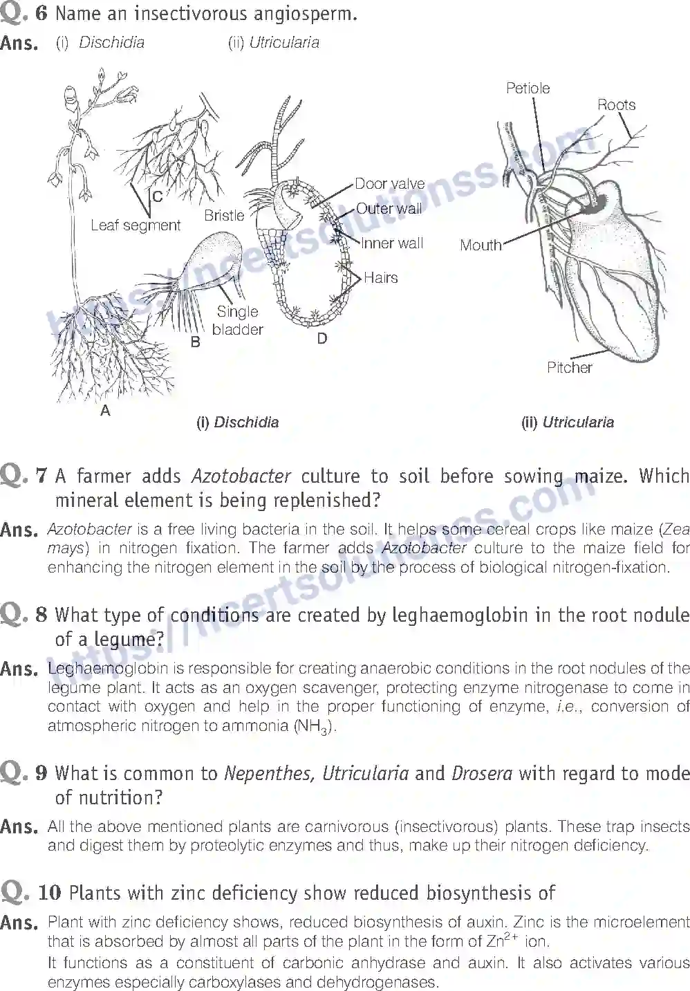 NCERT-Exemplar-Solution-Class-11-Biology-Mineral-Nutrition-88-page-5