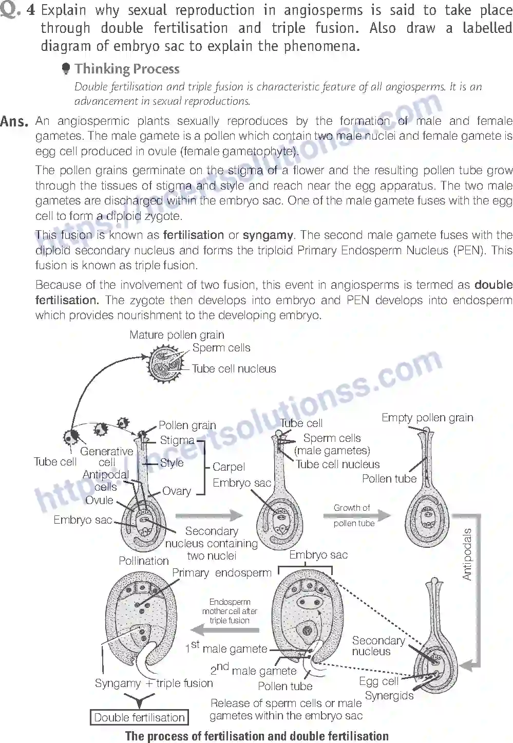 NCERT-Exemplar-Solution-Class-11-Biology-Plant-Kingdom-79-page-12