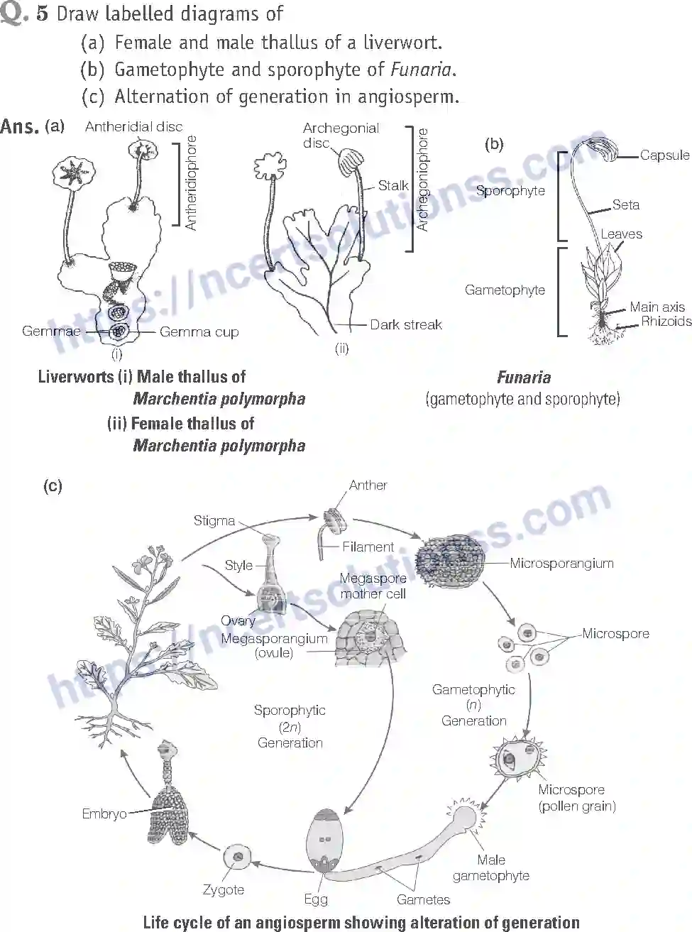 NCERT-Exemplar-Solution-Class-11-Biology-Plant-Kingdom-79-page-13