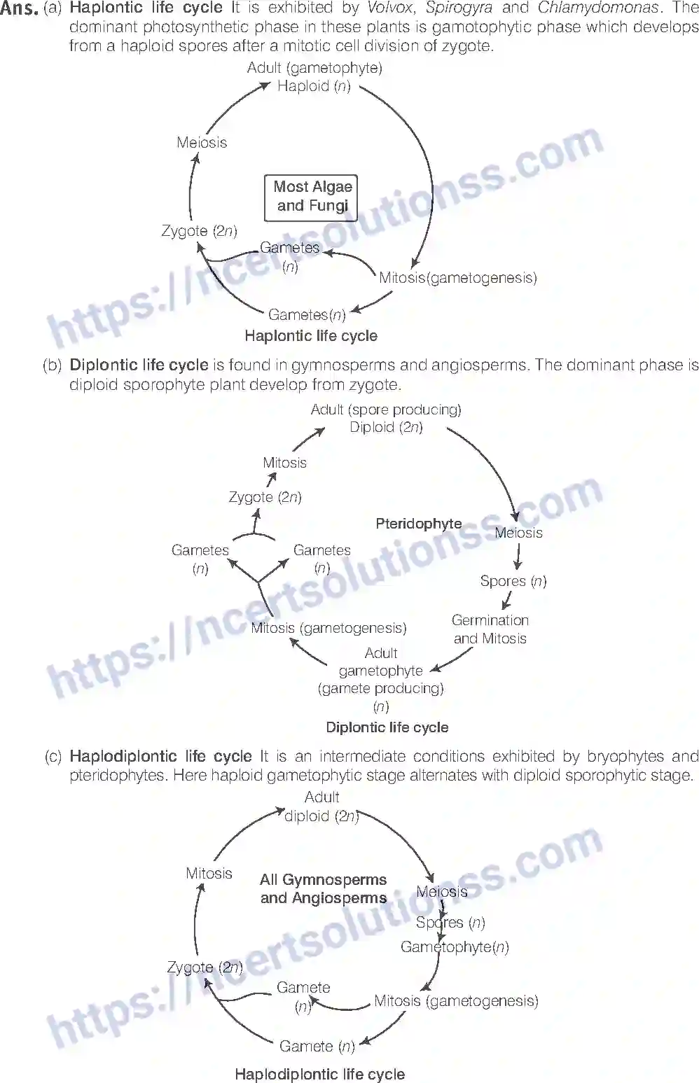 NCERT-Exemplar-Solution-Class-11-Biology-Plant-Kingdom-79-page-4