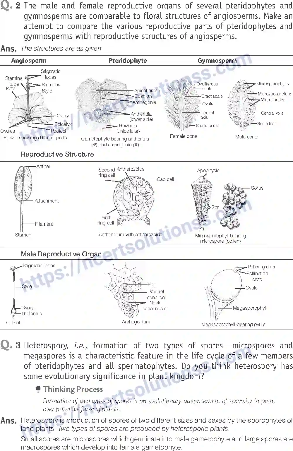 NCERT-Exemplar-Solution-Class-11-Biology-Plant-Kingdom-79-page-6