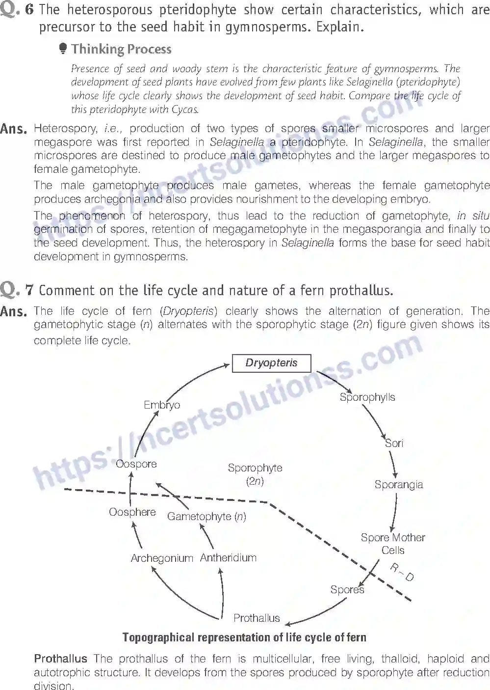 NCERT-Exemplar-Solution-Class-11-Biology-Plant-Kingdom-79-page-8