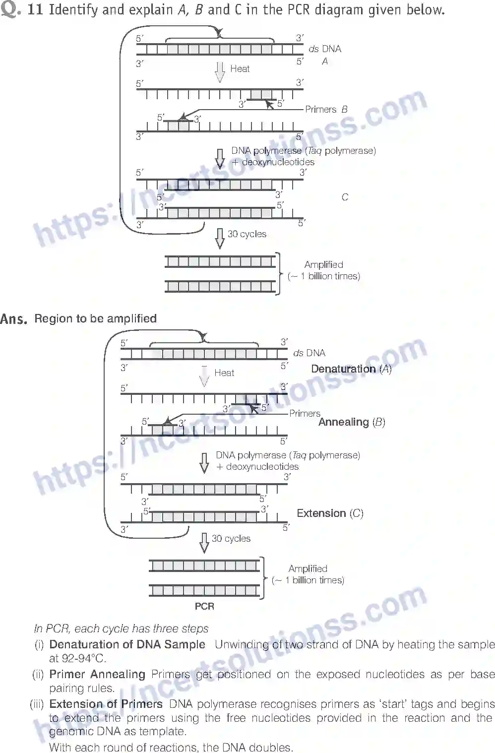 NCERT-Exemplar-Solution-Class-12-Biology-Biotechnology-Principles-and-Processes-24-page-11