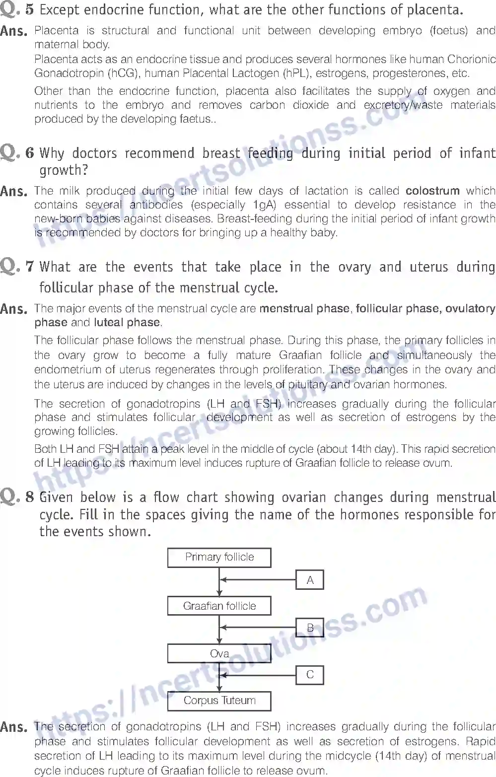 NCERT-Exemplar-Solution-Class-12-Biology-Human-Reproduction-16-page-13