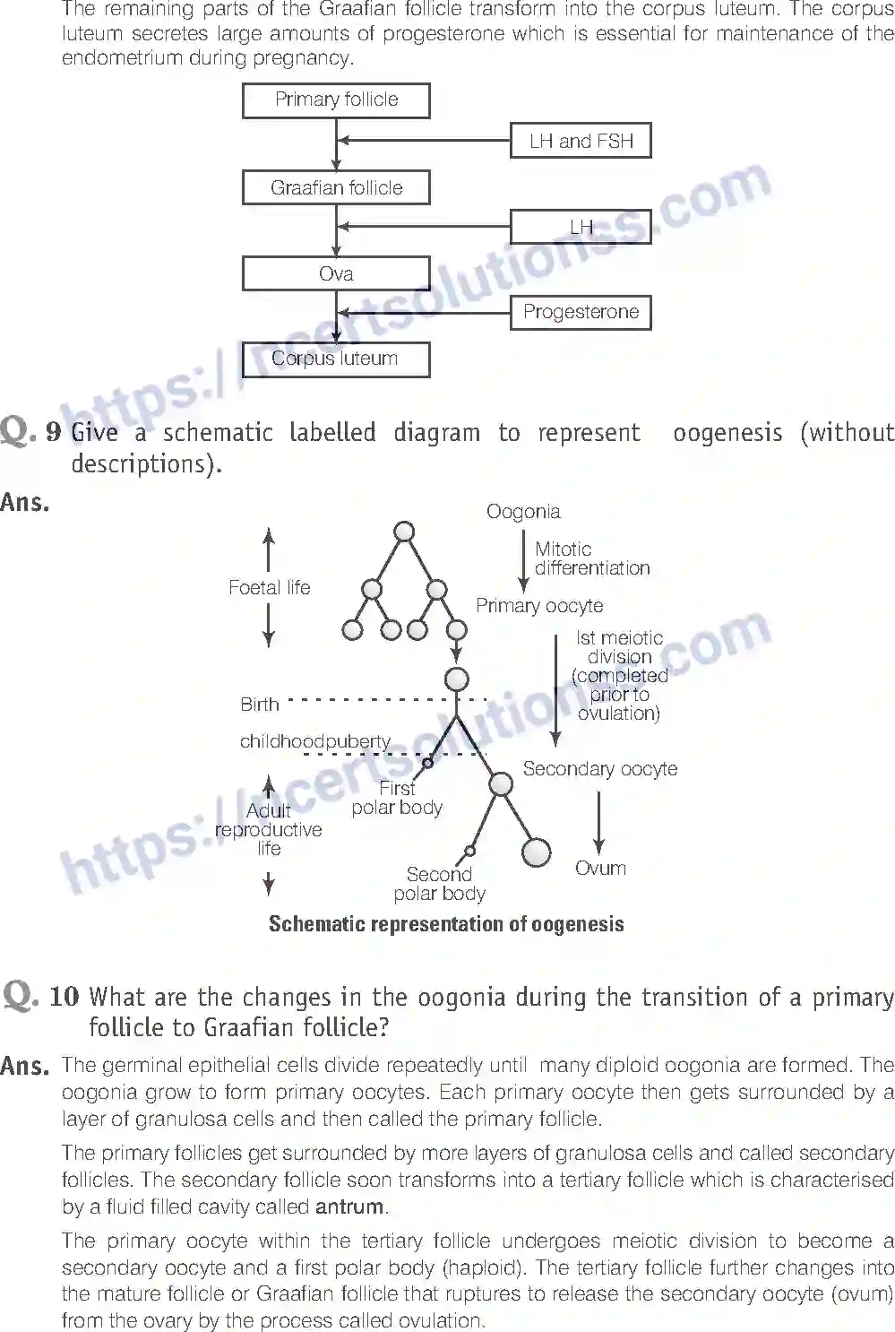NCERT-Exemplar-Solution-Class-12-Biology-Human-Reproduction-16-page-14