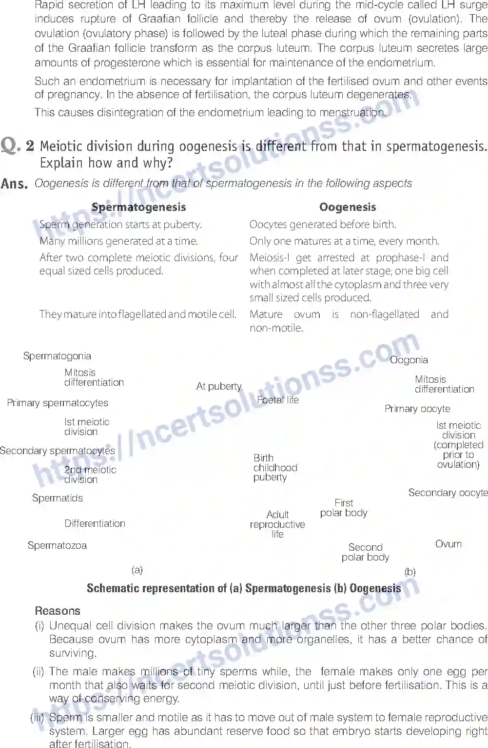 NCERT-Exemplar-Solution-Class-12-Biology-Human-Reproduction-16-page-16