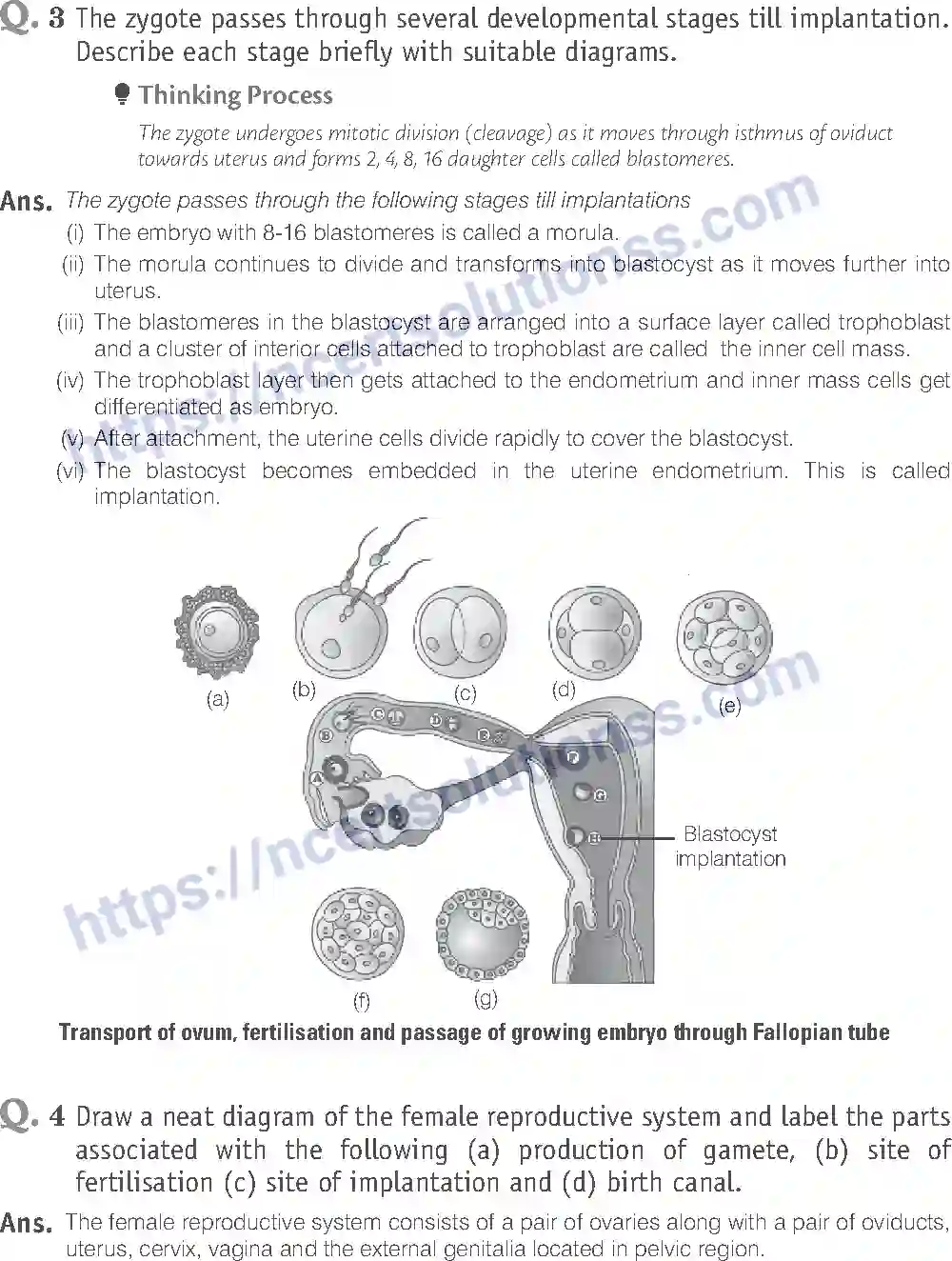 NCERT-Exemplar-Solution-Class-12-Biology-Human-Reproduction-16-page-17