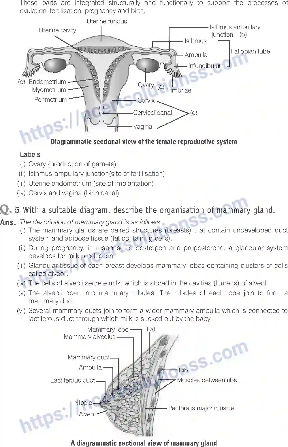NCERT-Exemplar-Solution-Class-12-Biology-Human-Reproduction-16-page-18