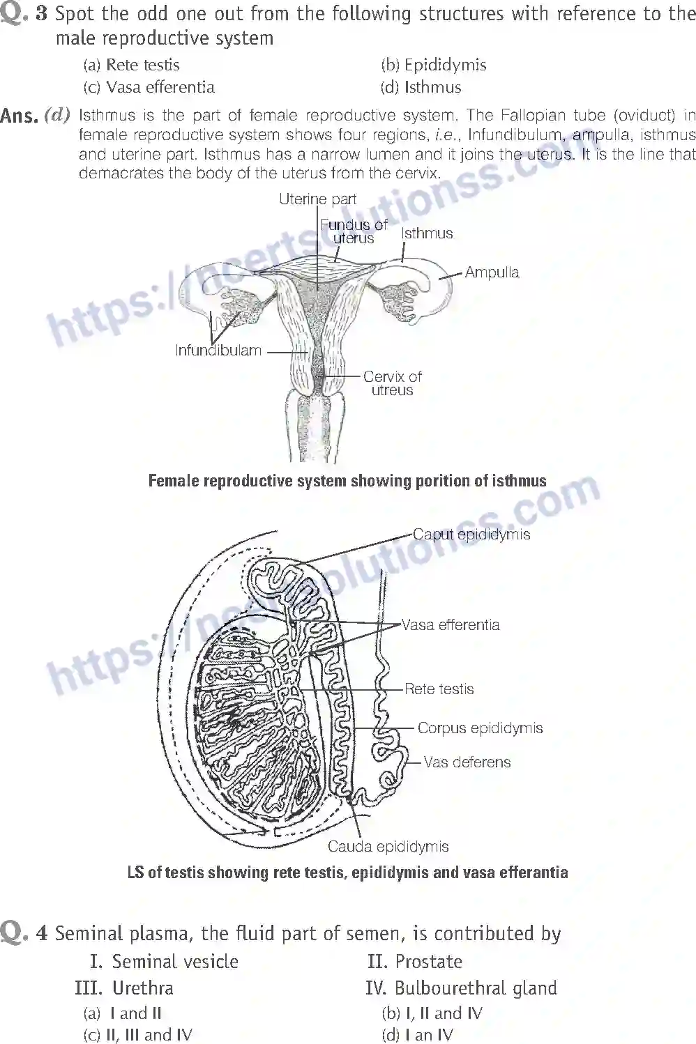 NCERT-Exemplar-Solution-Class-12-Biology-Human-Reproduction-16-page-2