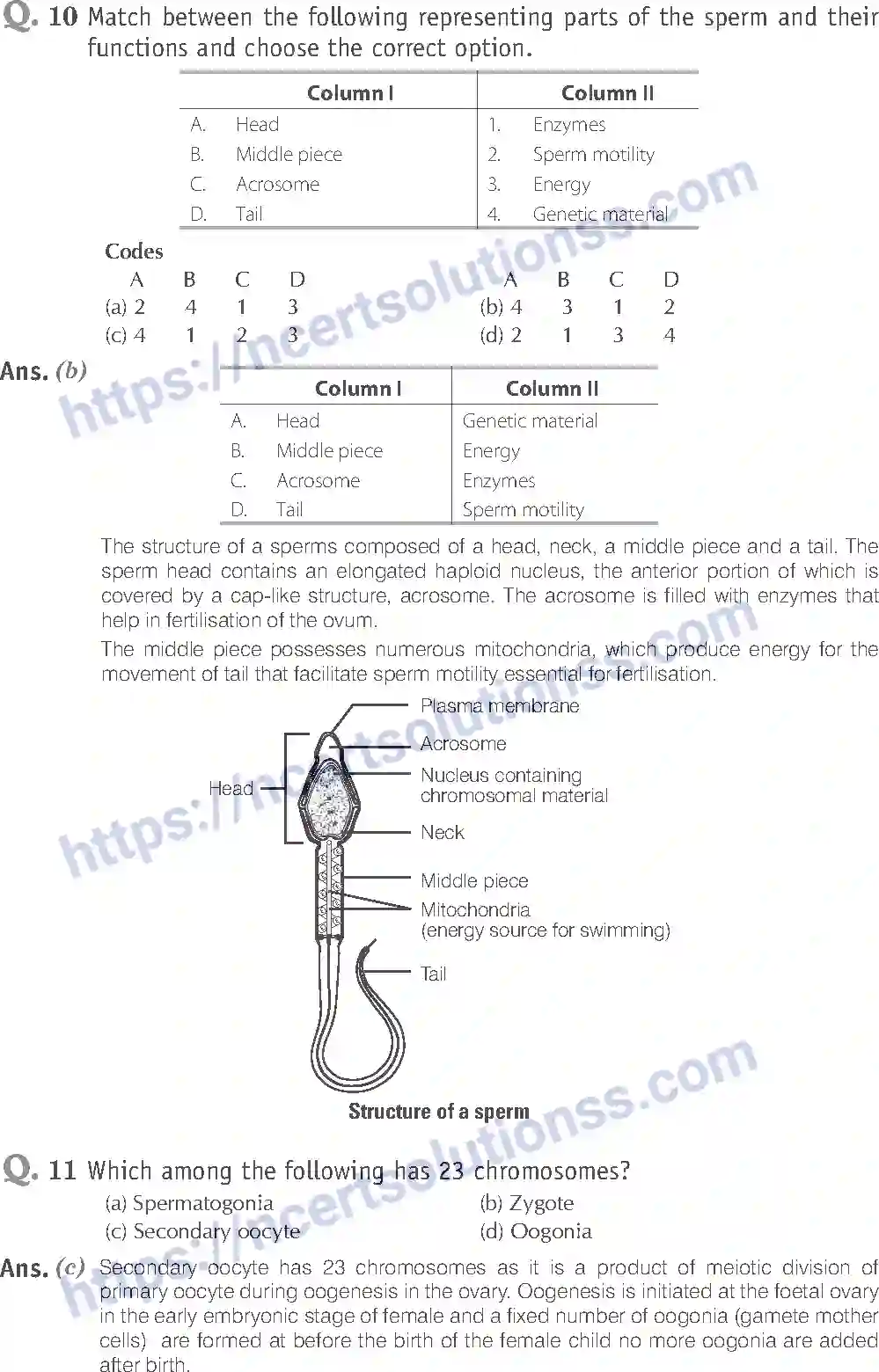 NCERT-Exemplar-Solution-Class-12-Biology-Human-Reproduction-16-page-5