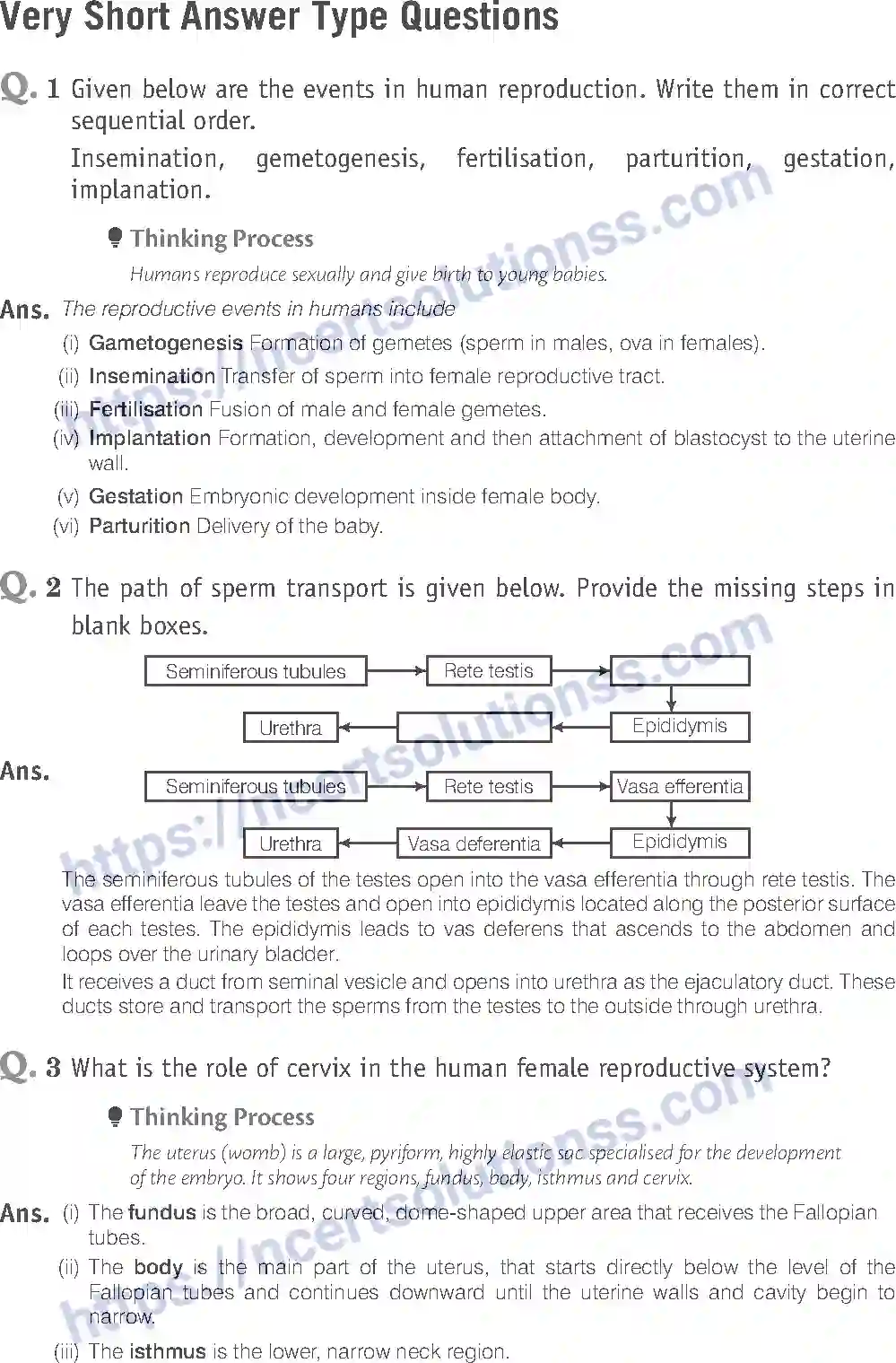 NCERT-Exemplar-Solution-Class-12-Biology-Human-Reproduction-16-page-8