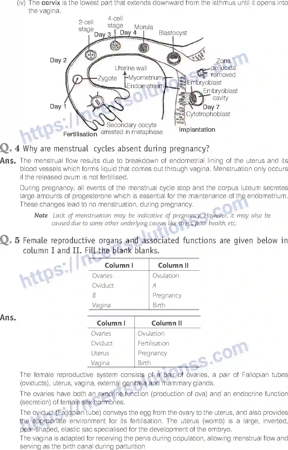 NCERT-Exemplar-Solution-Class-12-Biology-Human-Reproduction-16-page-9