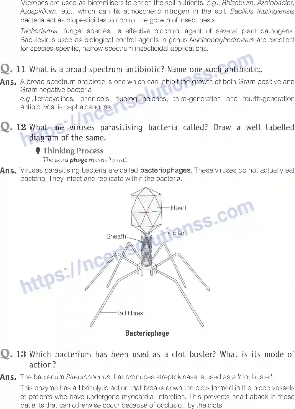 NCERT-Exemplar-Solution-Class-12-Biology-Microbes-in-Human-Welfare-23-page-12
