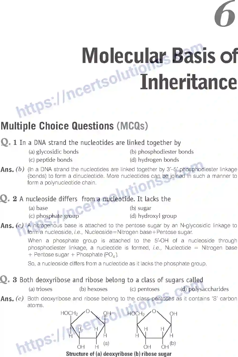 NCERT-Exemplar-Solution-Class-12-Biology-Molecular-Basis-of-Inheritance-19-page-1