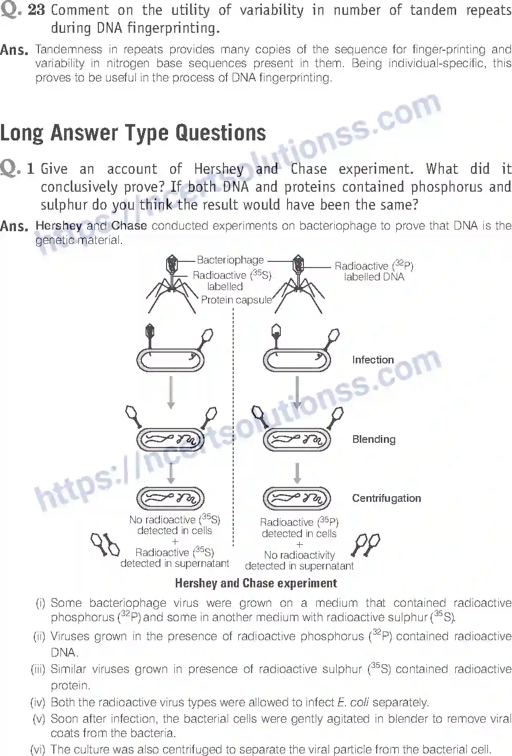 NCERT-Exemplar-Solution-Class-12-Biology-Molecular-Basis-of-Inheritance-19-page-17