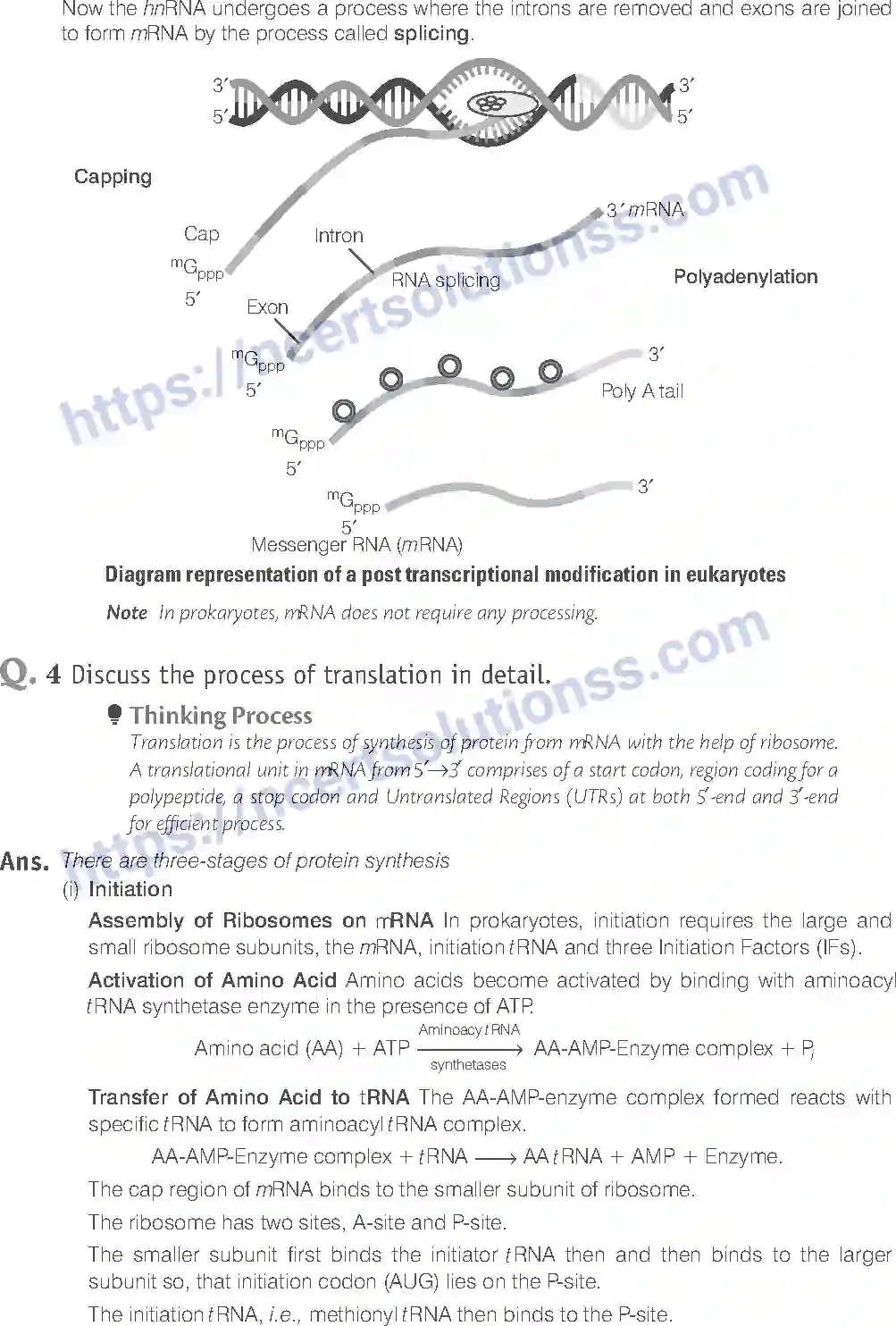 NCERT-Exemplar-Solution-Class-12-Biology-Molecular-Basis-of-Inheritance-19-page-19
