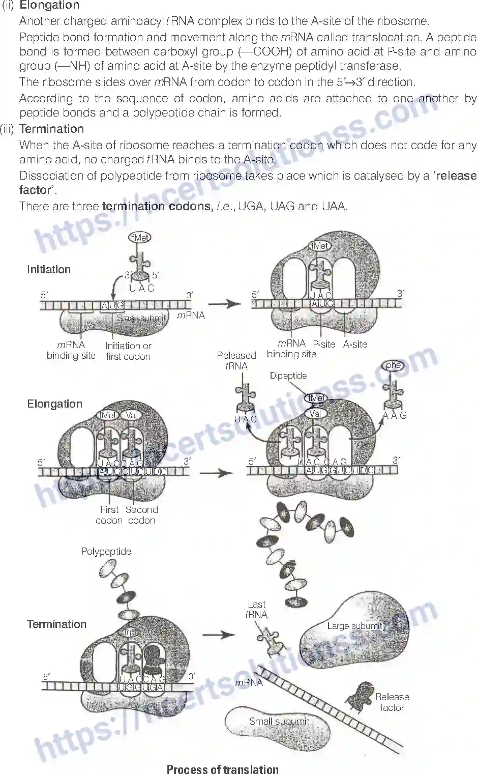NCERT-Exemplar-Solution-Class-12-Biology-Molecular-Basis-of-Inheritance-19-page-20