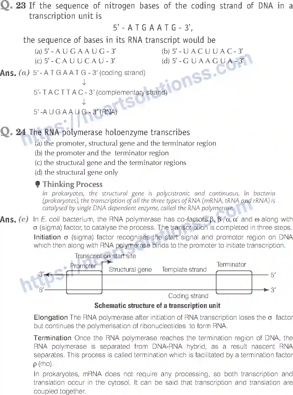 NCERT-Exemplar-Solution-Class-12-Biology-Molecular-Basis-of-Inheritance-19-page-7