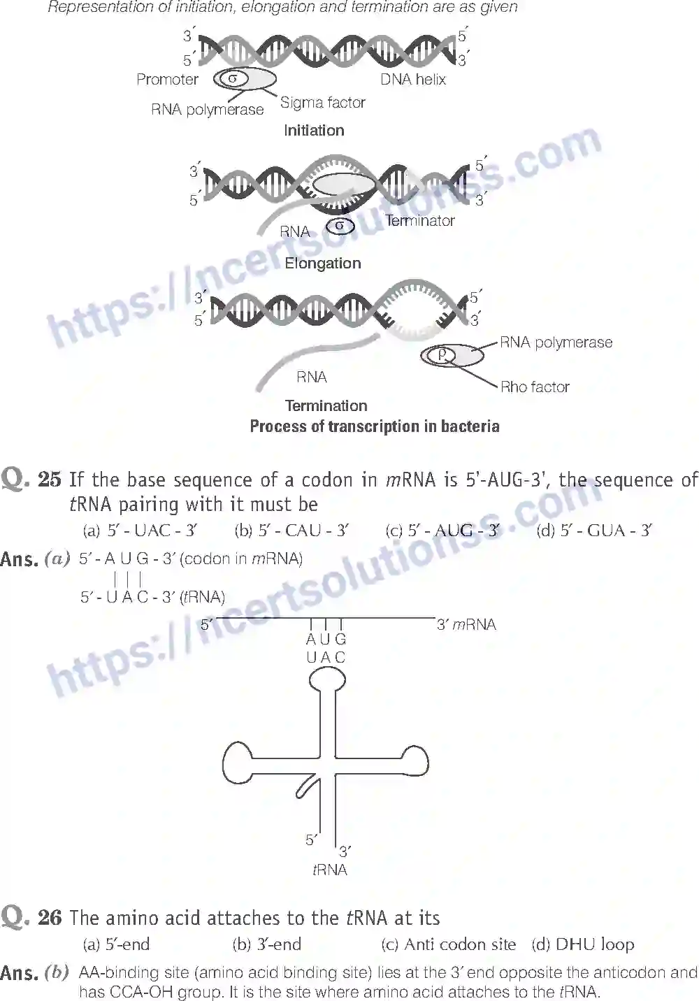 NCERT-Exemplar-Solution-Class-12-Biology-Molecular-Basis-of-Inheritance-19-page-8