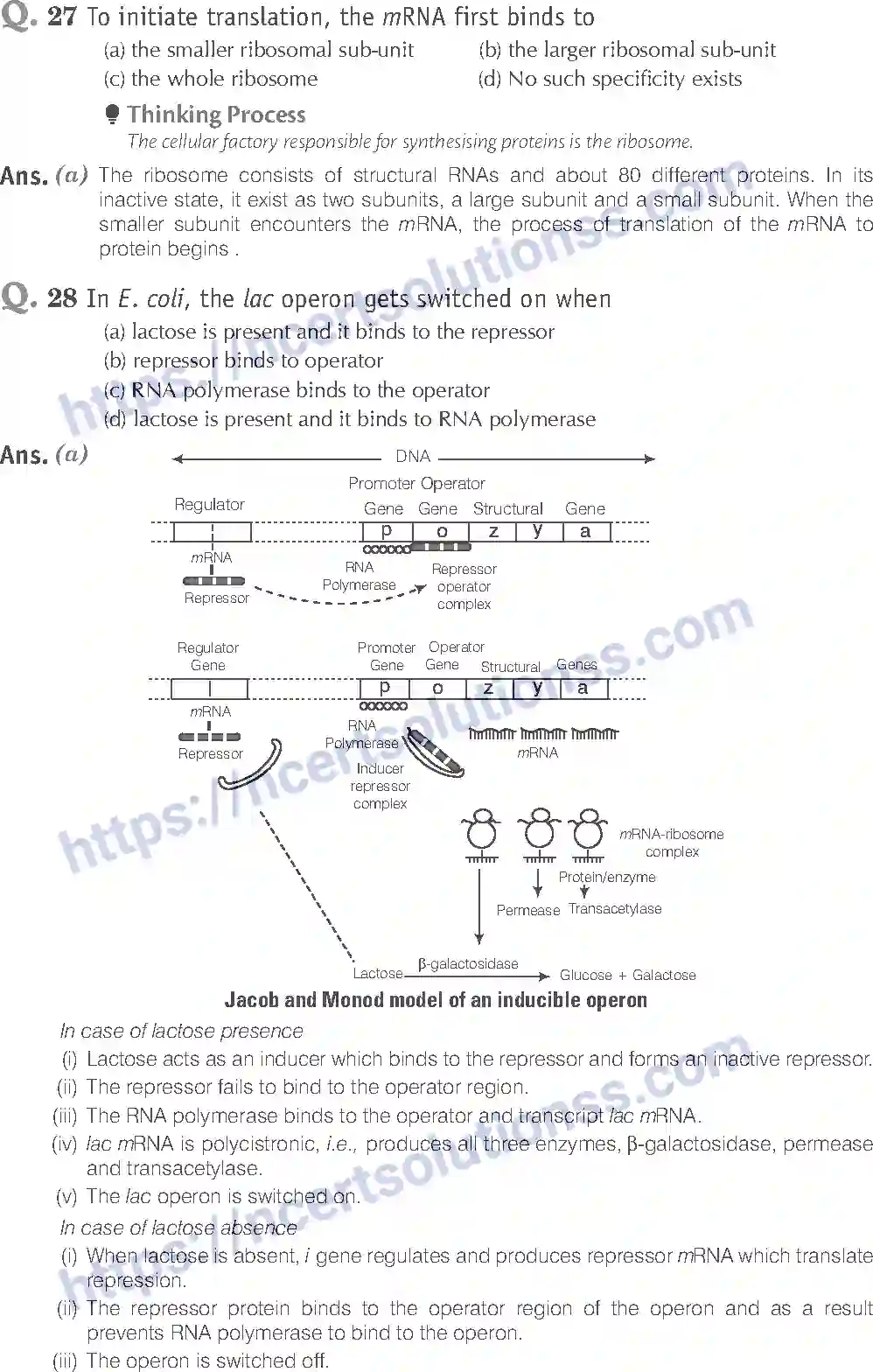 NCERT-Exemplar-Solution-Class-12-Biology-Molecular-Basis-of-Inheritance-19-page-9