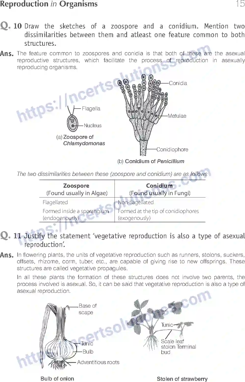 NCERT-Exemplar-Solution-Class-12-Biology-Reproduction-in-Organisms-14-page-15