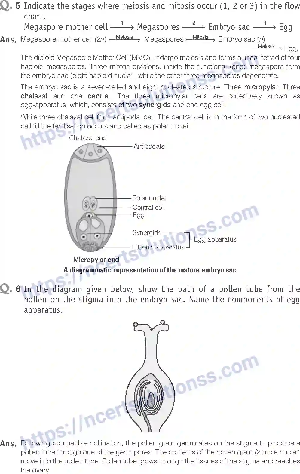 NCERT-Exemplar-Solution-Class-12-Biology-Sexual-Reproduction-in-Flowering-Plants-15-page-10