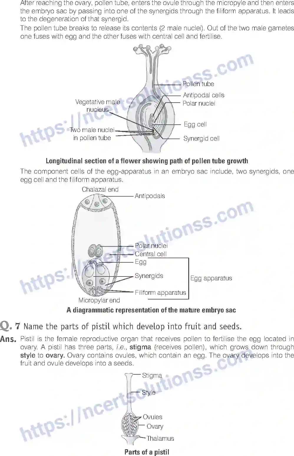 NCERT-Exemplar-Solution-Class-12-Biology-Sexual-Reproduction-in-Flowering-Plants-15-page-11