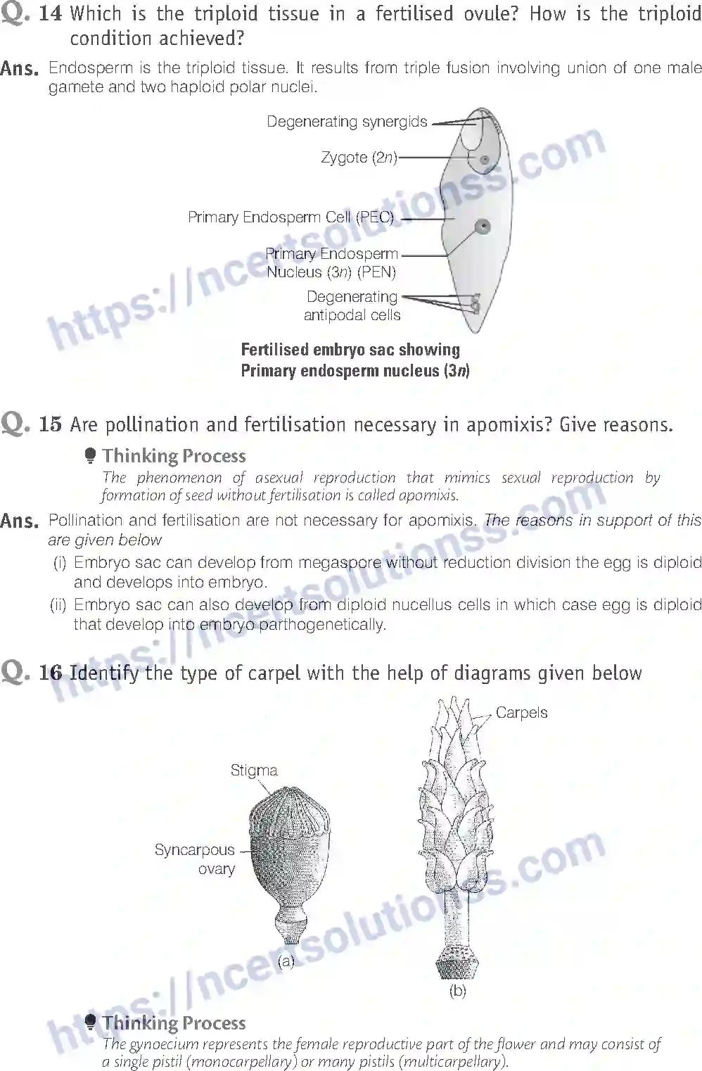 NCERT-Exemplar-Solution-Class-12-Biology-Sexual-Reproduction-in-Flowering-Plants-15-page-13