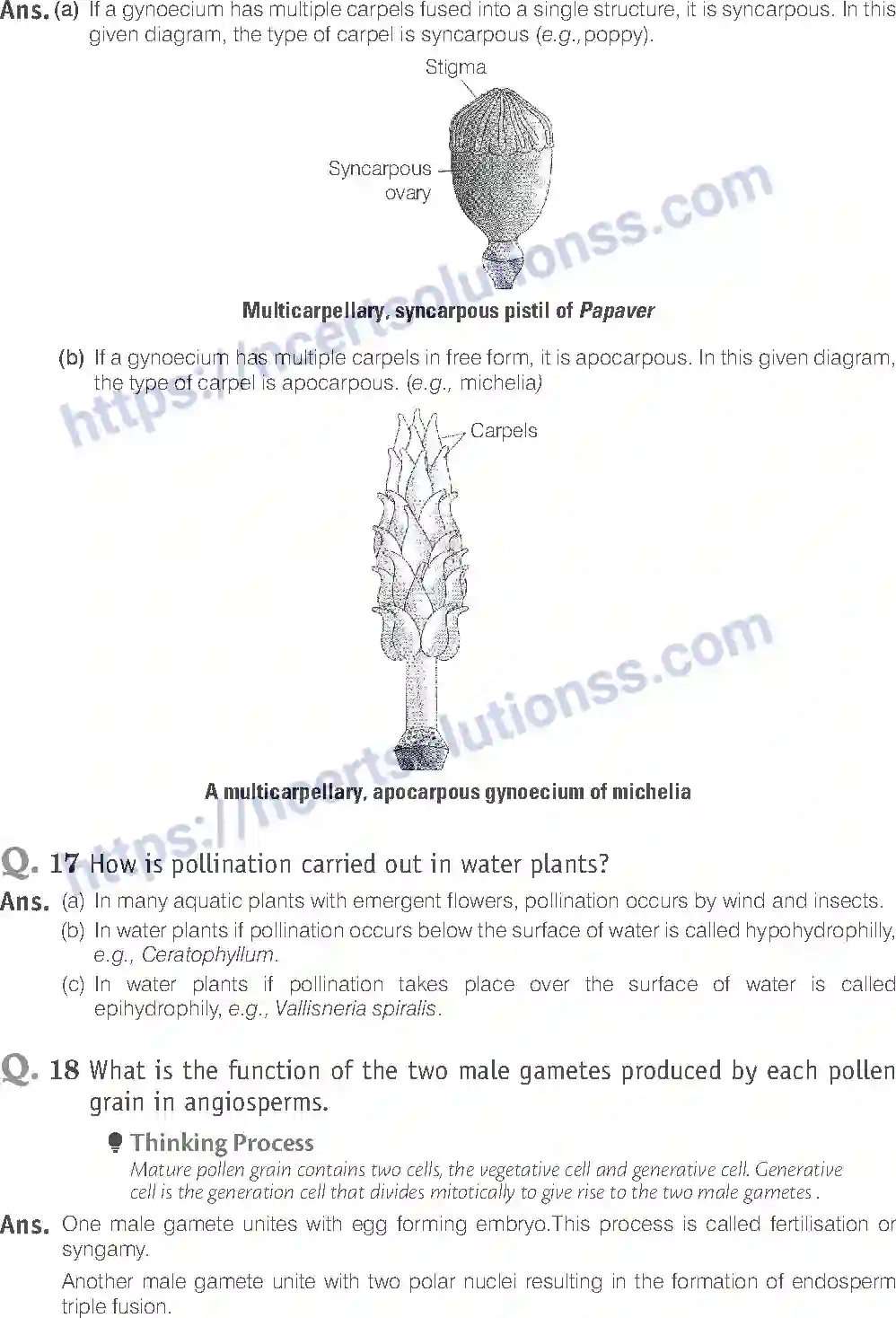 NCERT-Exemplar-Solution-Class-12-Biology-Sexual-Reproduction-in-Flowering-Plants-15-page-14