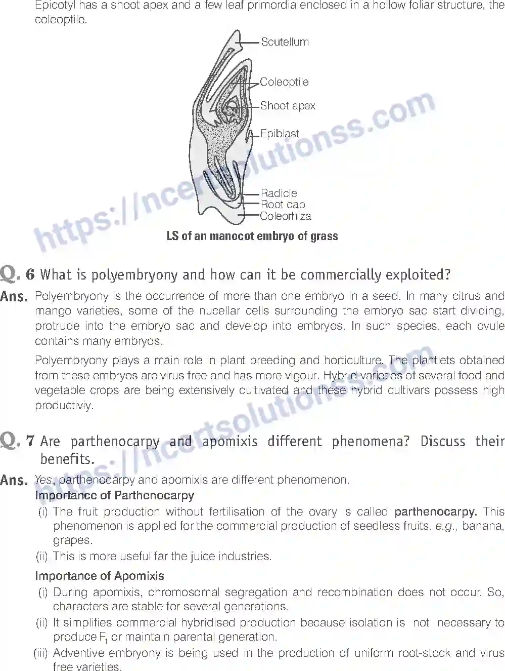 NCERT-Exemplar-Solution-Class-12-Biology-Sexual-Reproduction-in-Flowering-Plants-15-page-17