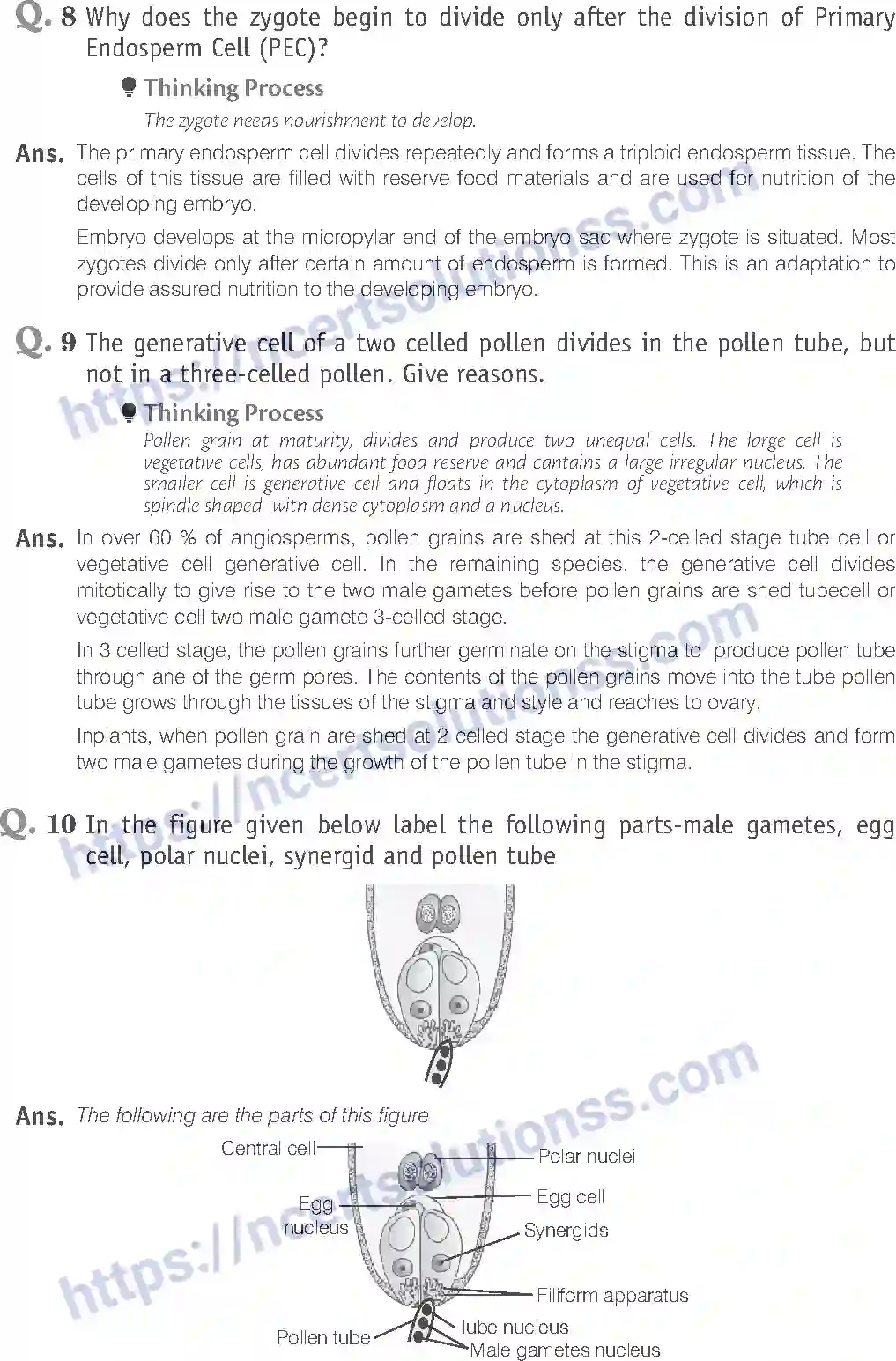 NCERT-Exemplar-Solution-Class-12-Biology-Sexual-Reproduction-in-Flowering-Plants-15-page-18